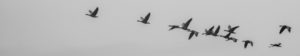 Flock of migrating birds